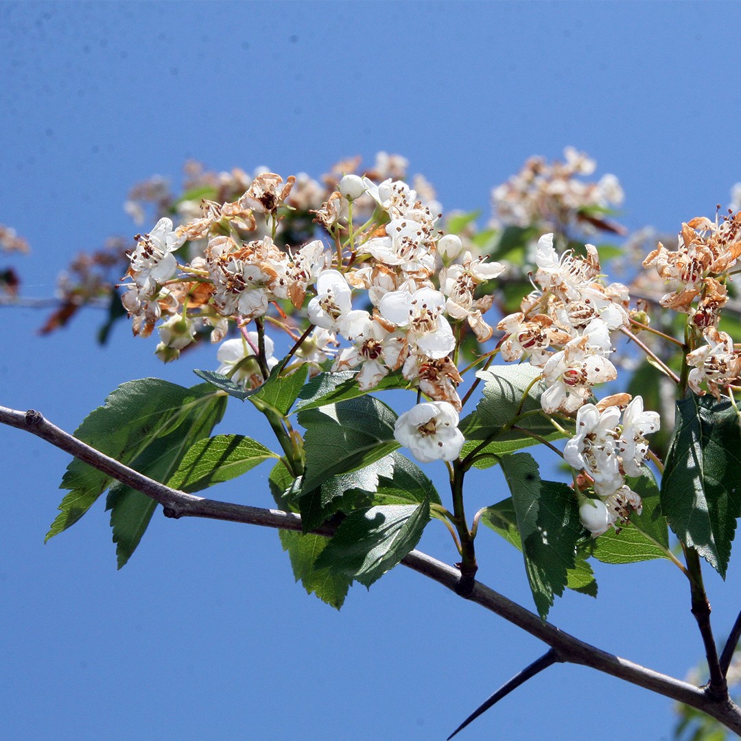 How To Prune Green Hawthorn how-to-prune-green-hawthorn