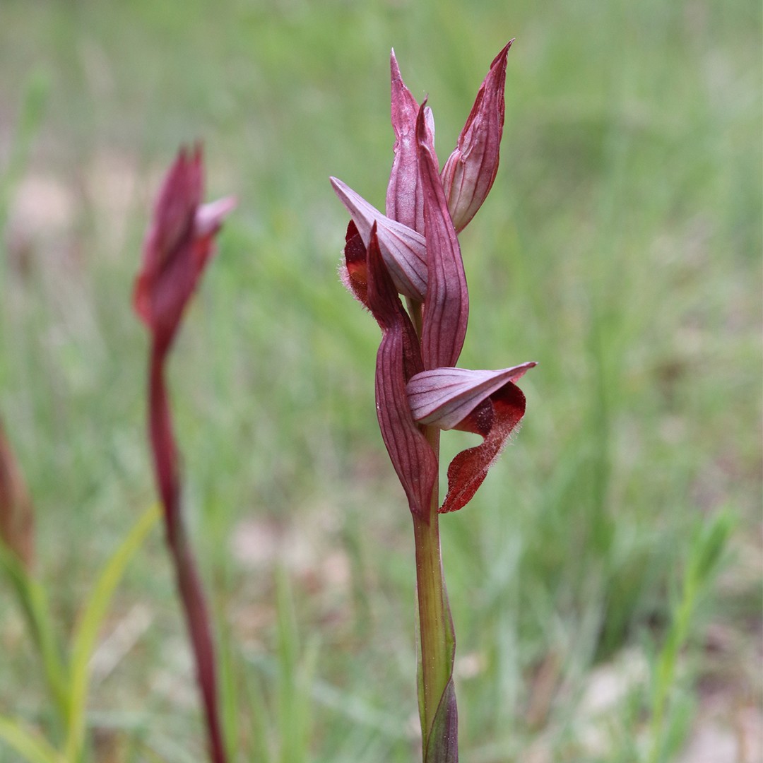 Serapias (Serapias)