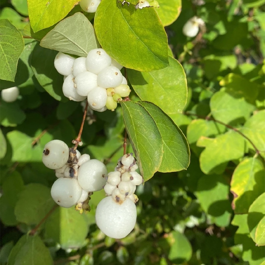 White Snowberry - Plant Guide