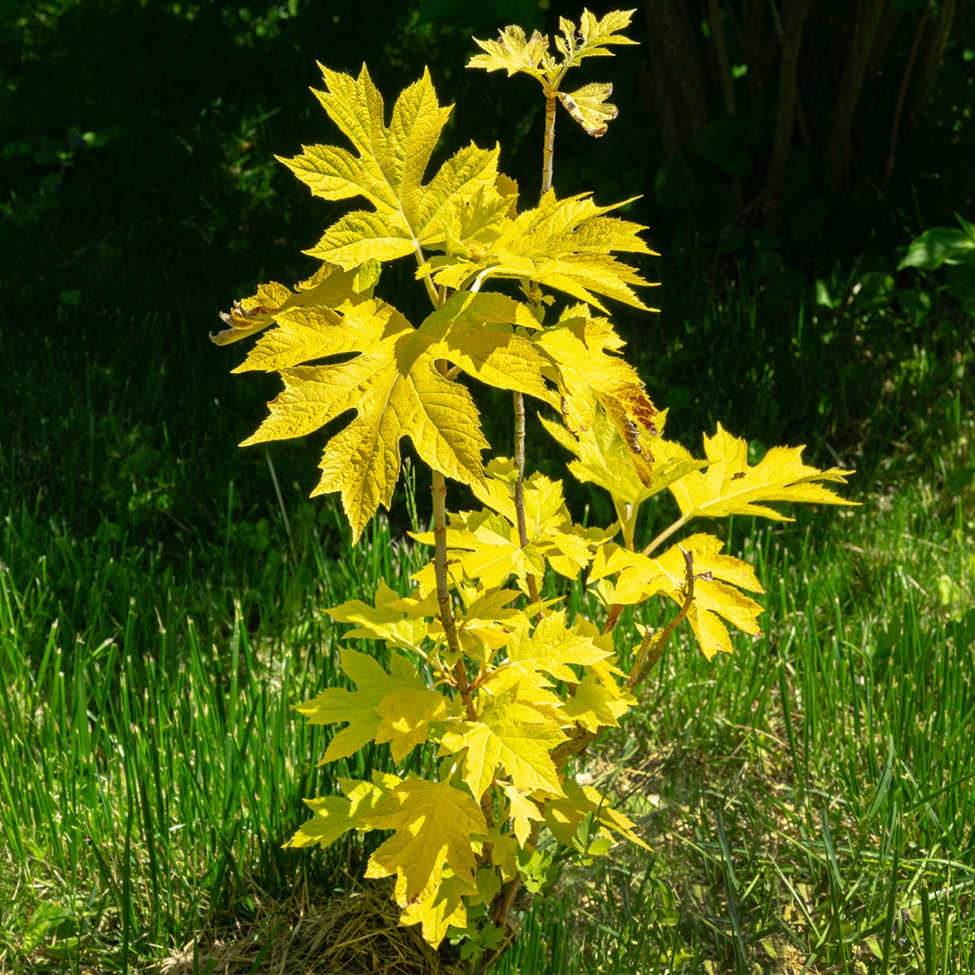 カシワバアジサイ（柏葉紫陽花） 'Little Honey'の育て方・栽培方法