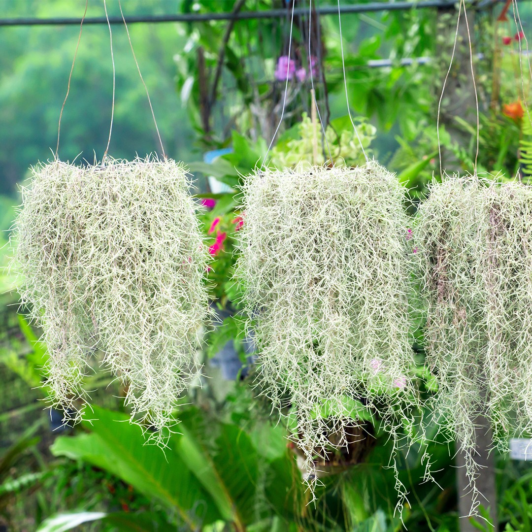 Spanish Moss In Pot, Faux Flowers