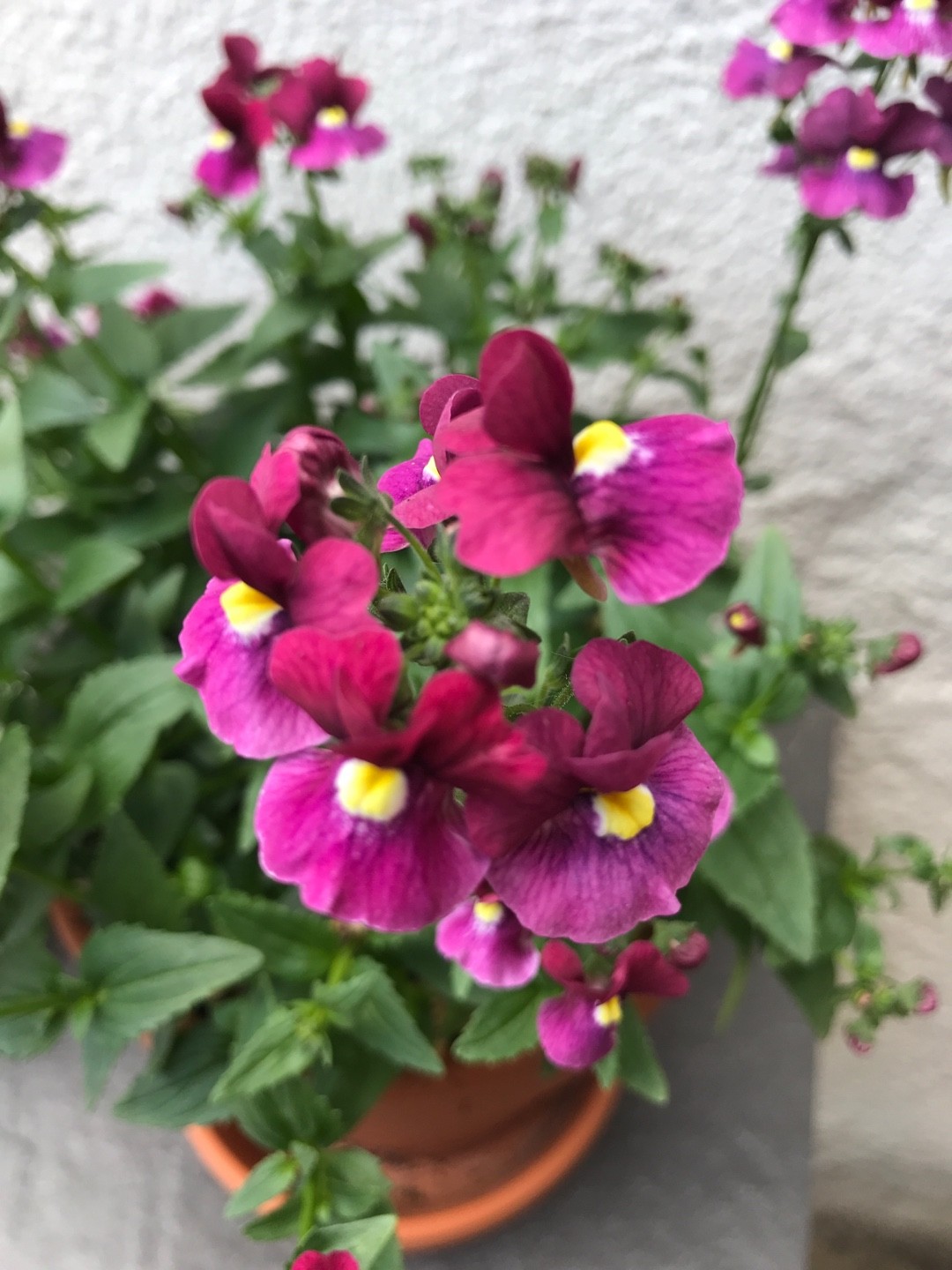 Nemesia (Nemesia) PictureThis