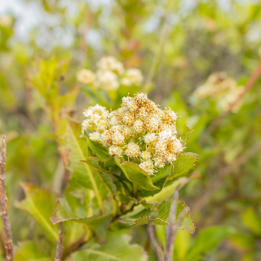 Baccharis latifolia PictureThis