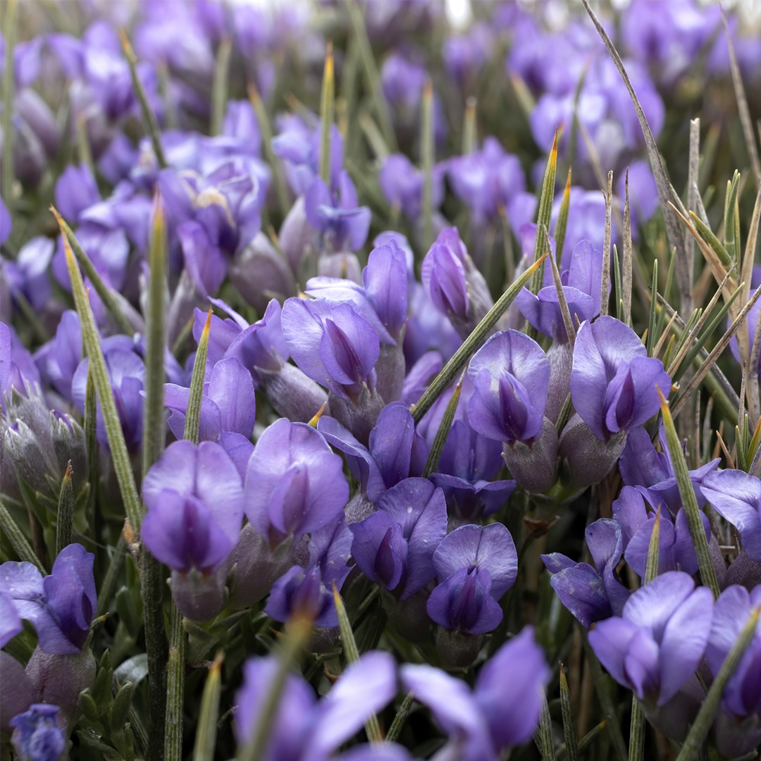 Erinacea PictureThis