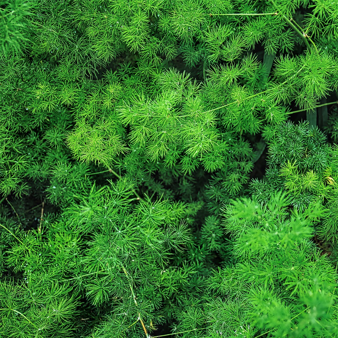 Asparagus retrofractus - PictureThis
