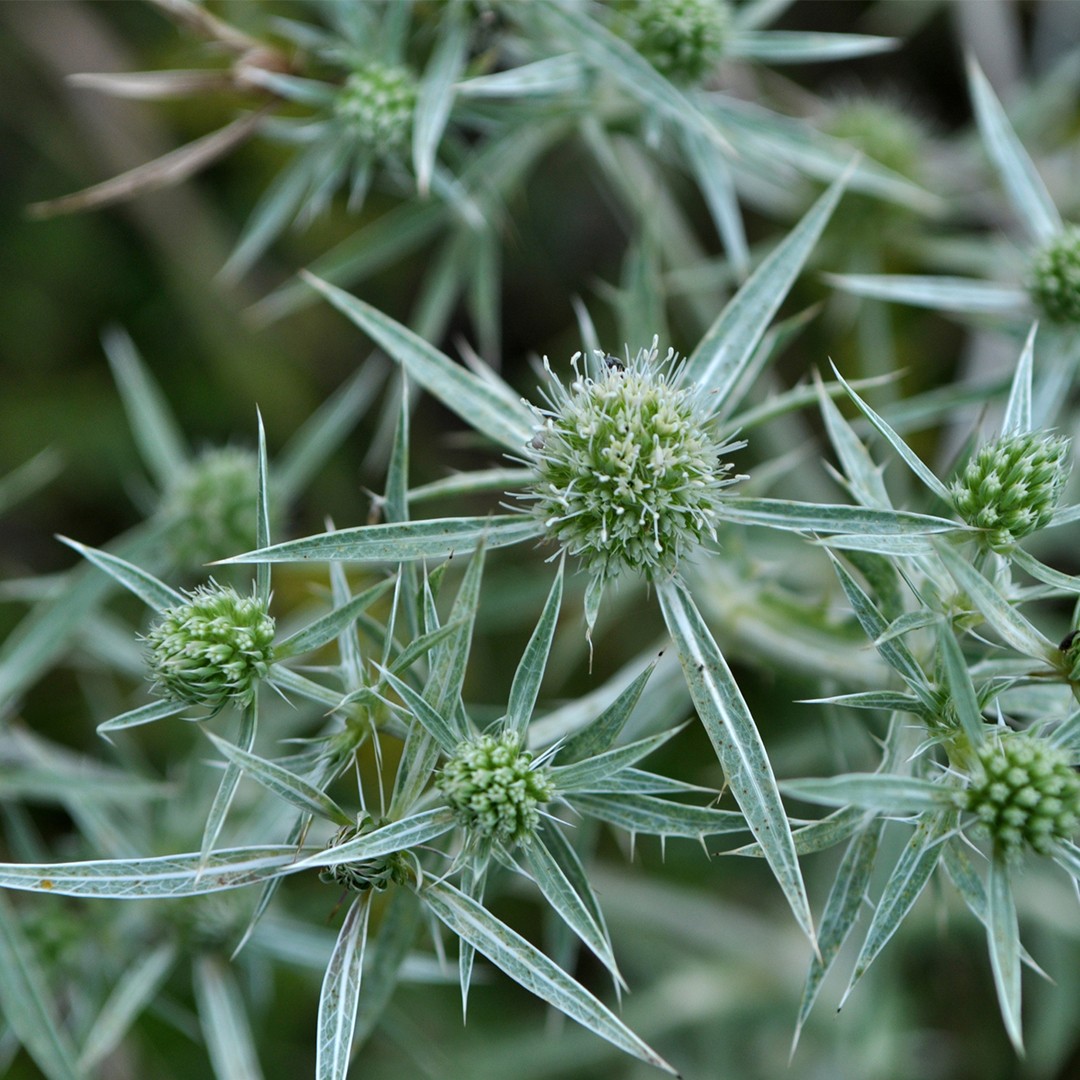 Eryngium campestre 照顧，種植，繁殖，開花時間 PictureThis