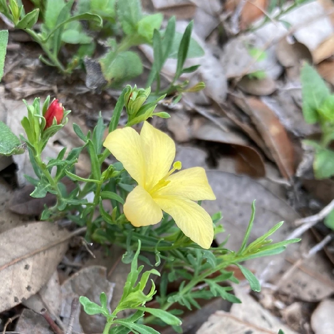 Menodora Flower, Leaf, Care, Uses PictureThis
