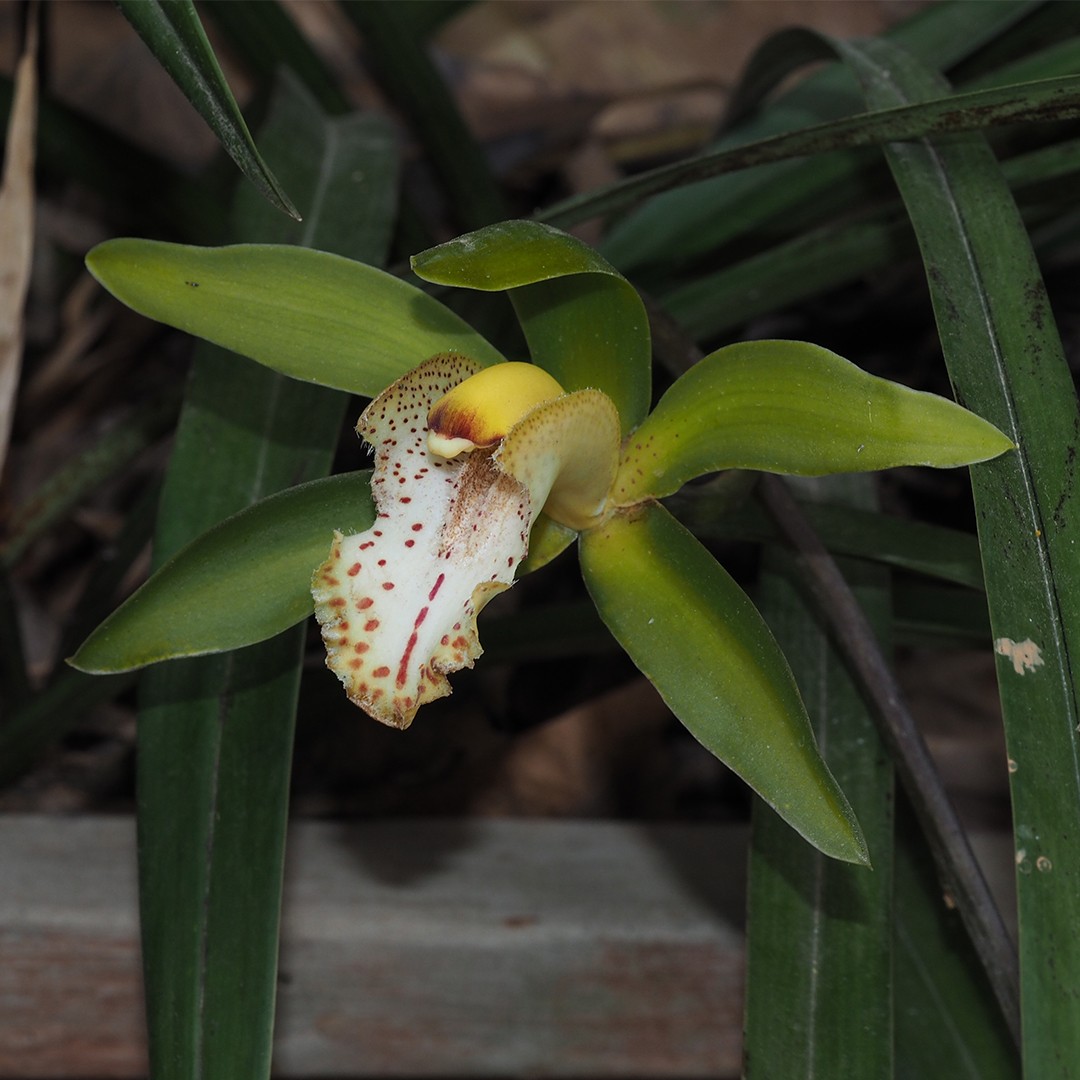 Orchidée cymbidium blanche, 1 grande plante d'intérieur de