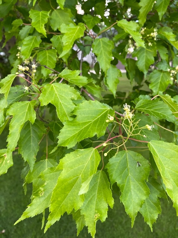 カラコギカエデ（鹿子木楓）の判定方法 (Acer tataricum subsp. ginnala)
