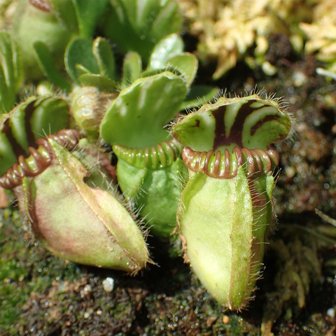 土瓶草(Cephalotus follicularis) 照顧，種植，繁殖，開花時間