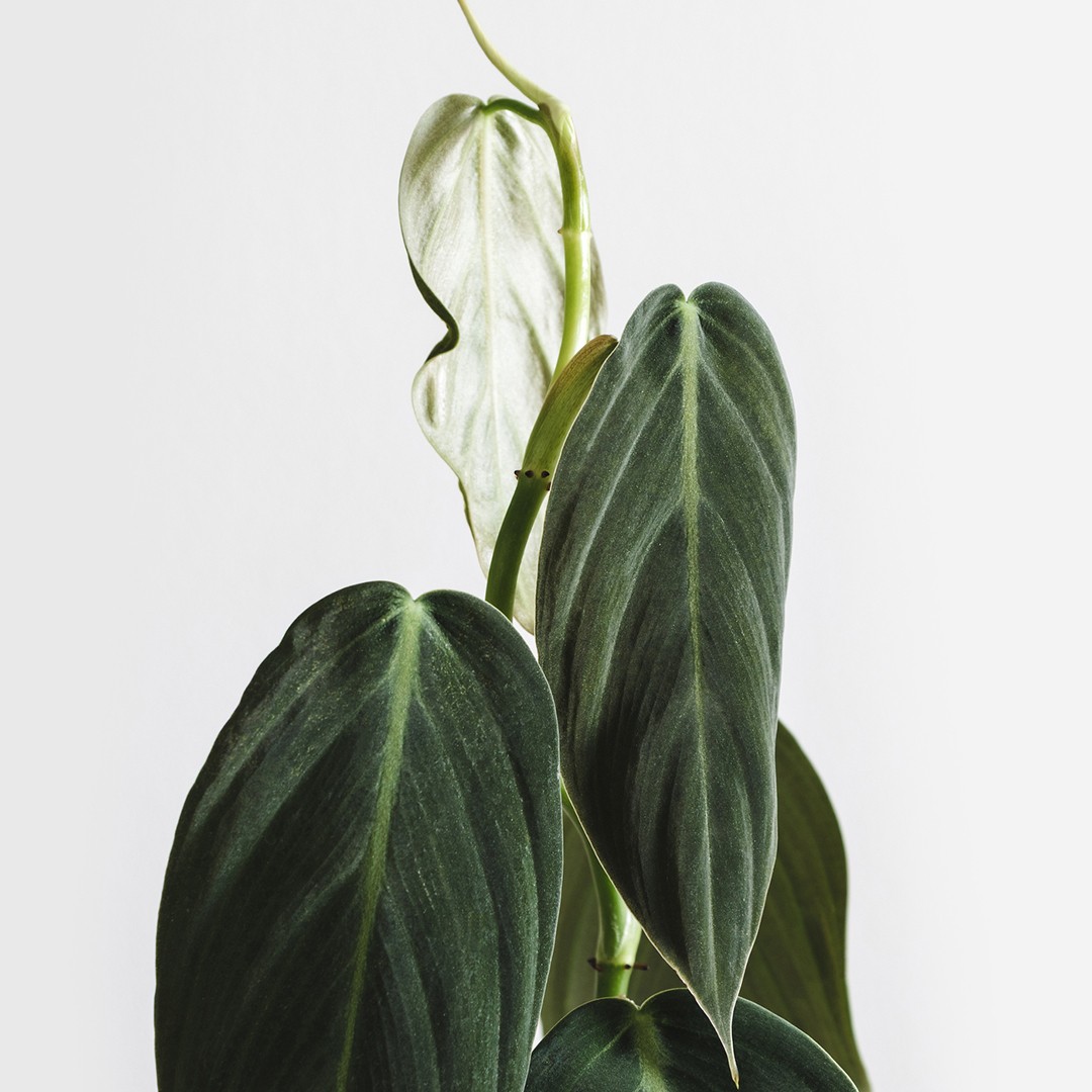polypodioides philodendron Philodendron polypodioides (wk18-G) main image 1