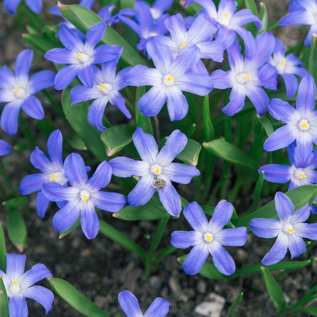 When is the best time to fertilize my Glory of the snow? - PictureThis
