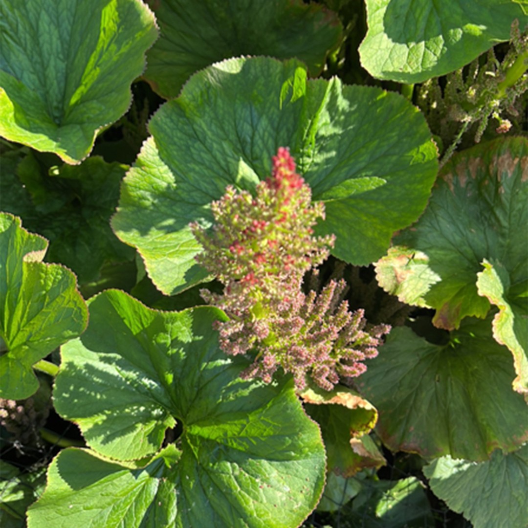 Gunnera Identification Gunnera Flower, Leaf, Care, Uses - PictureThis