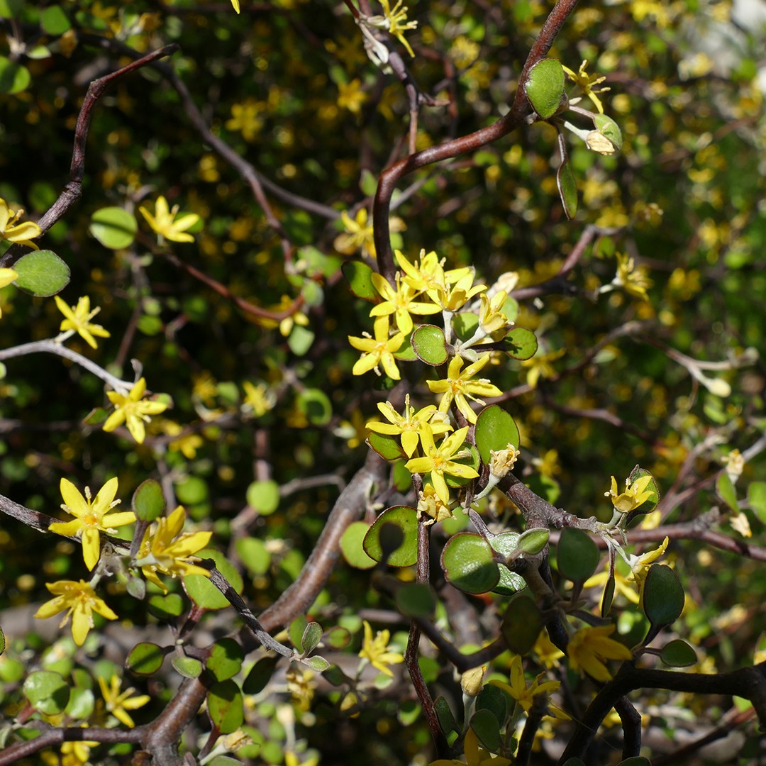 Corokia - PictureThis