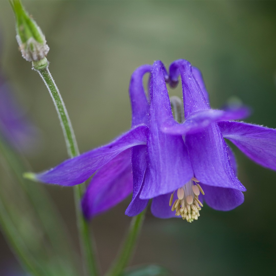 Columbine leaves turning purple