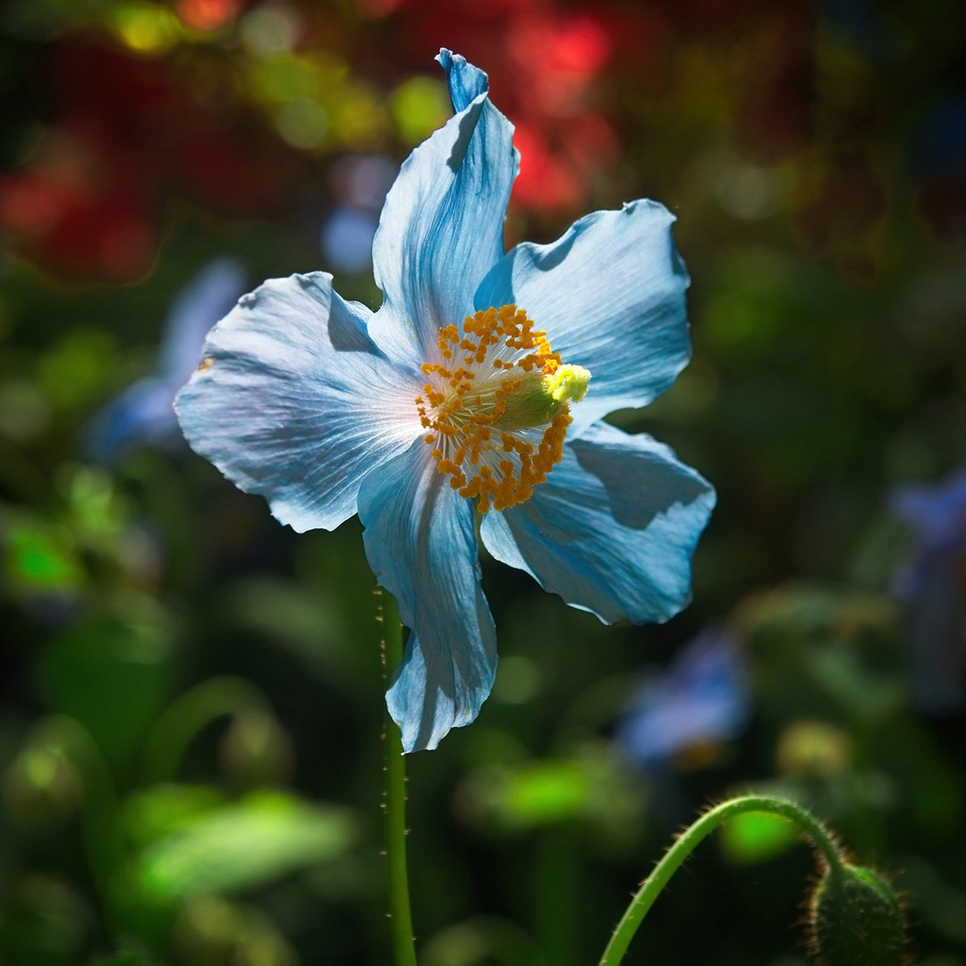 Amapola azul (Meconopsis grandis) - PictureThis