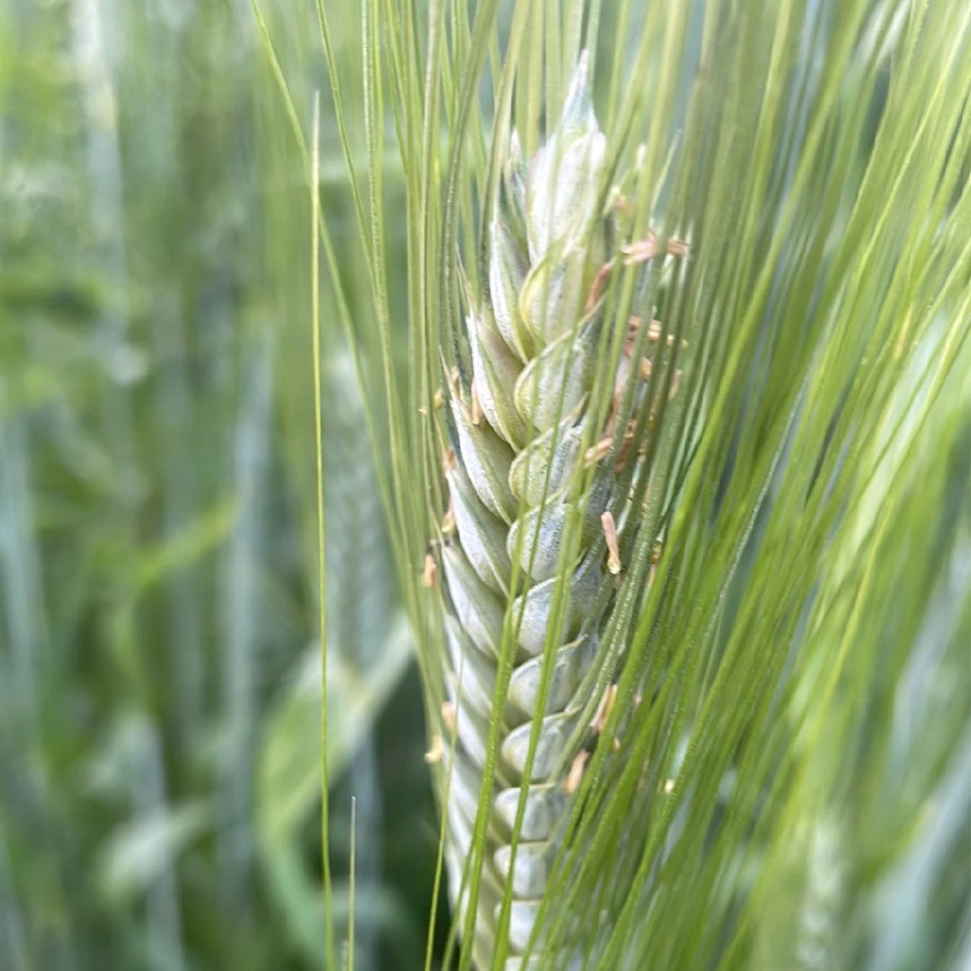 Einkorn (Triticum monococcum) - PictureThis