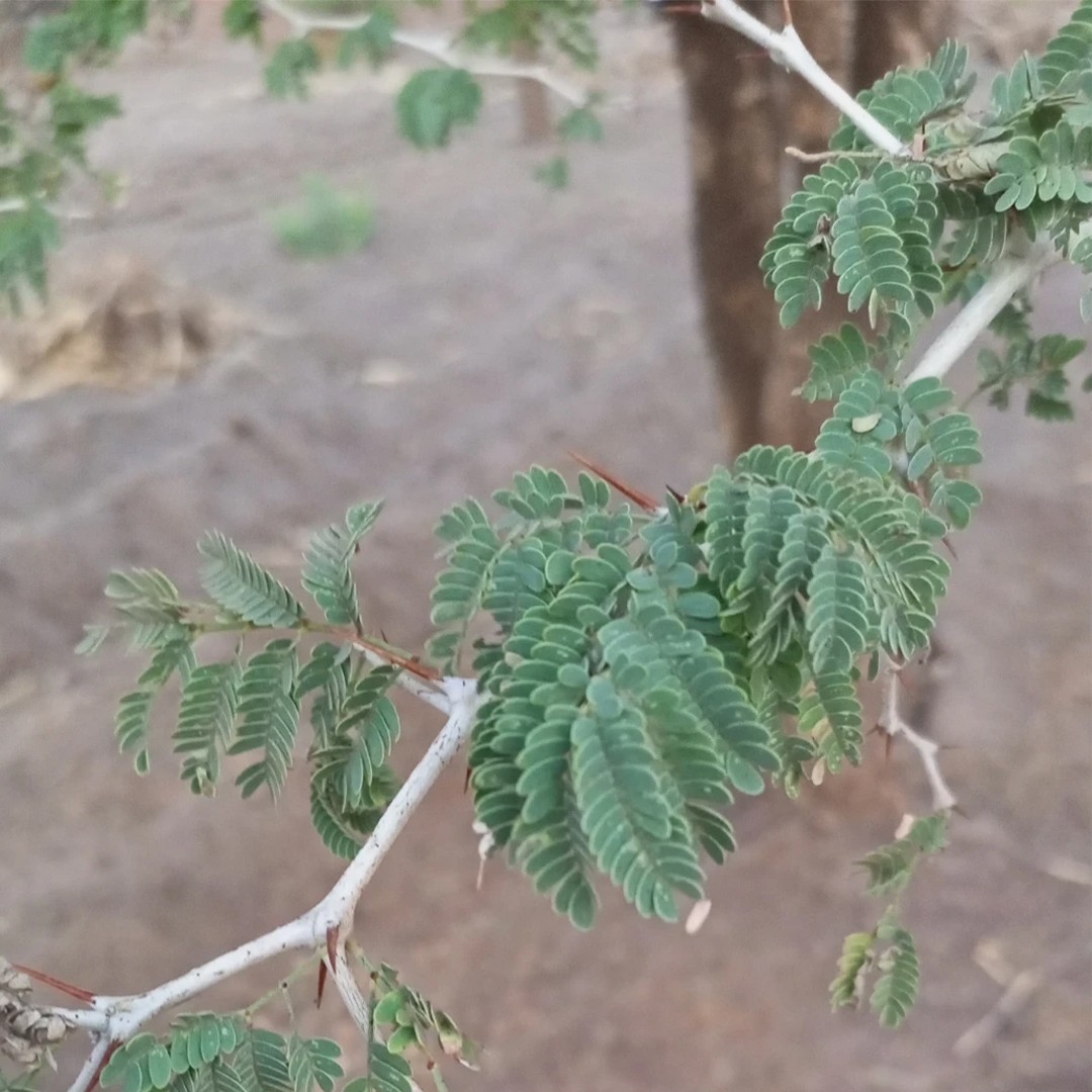 Acacia Care (Watering, Fertilize, Pruning, Propagation) PictureThis