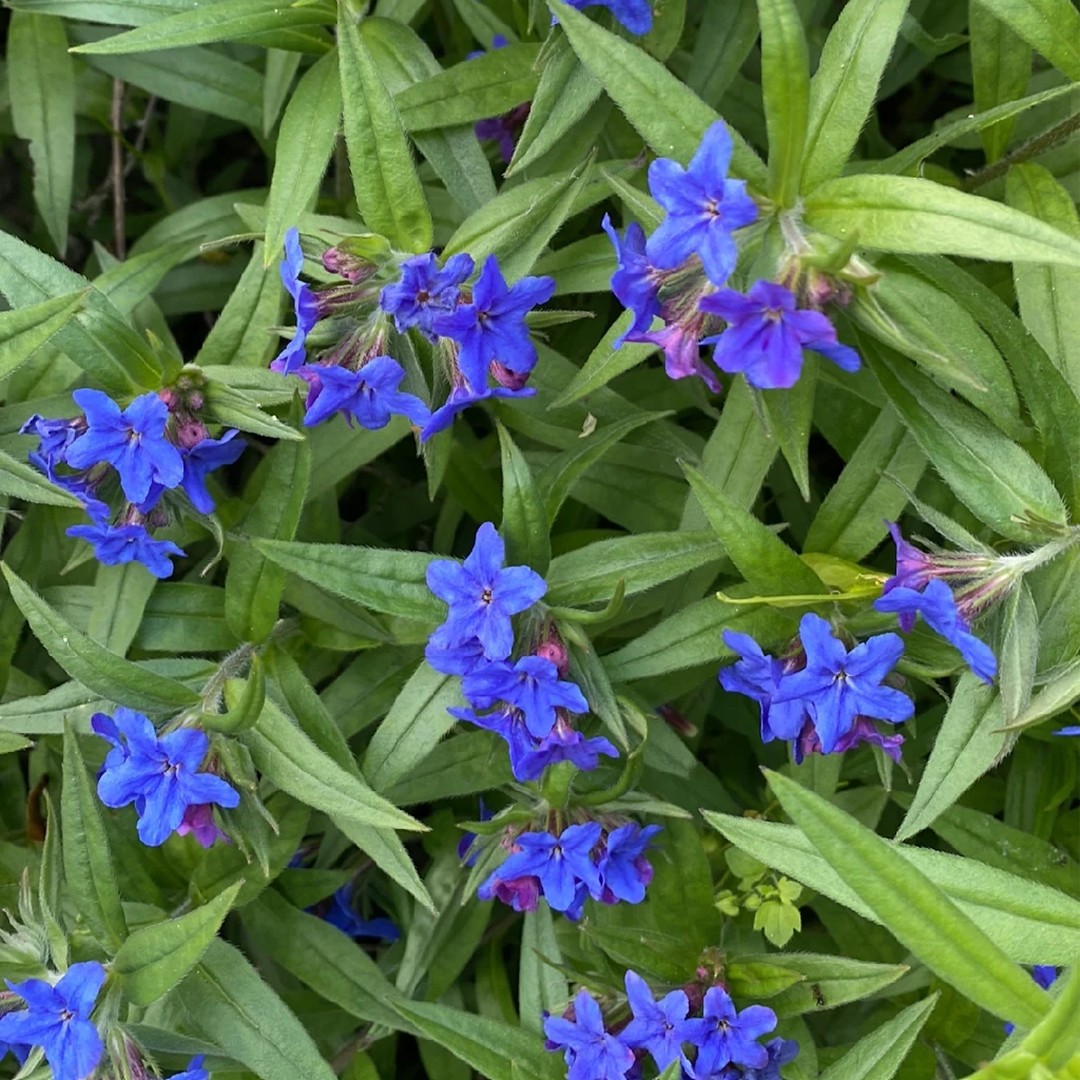 Цветочный мир