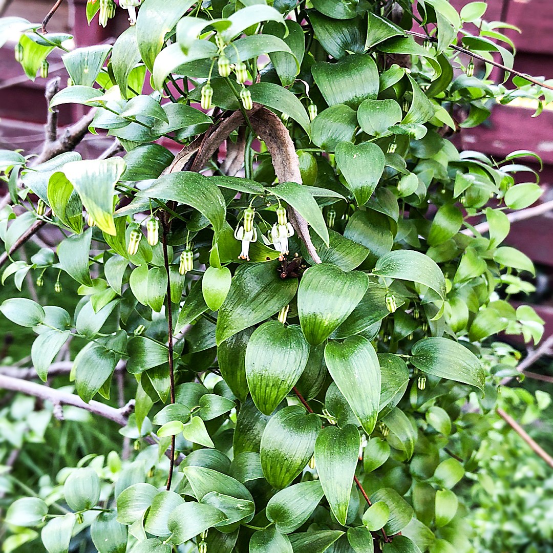 Bridal creeper (Asparagus asparagoides) Flower, Leaf, Uses PictureThis