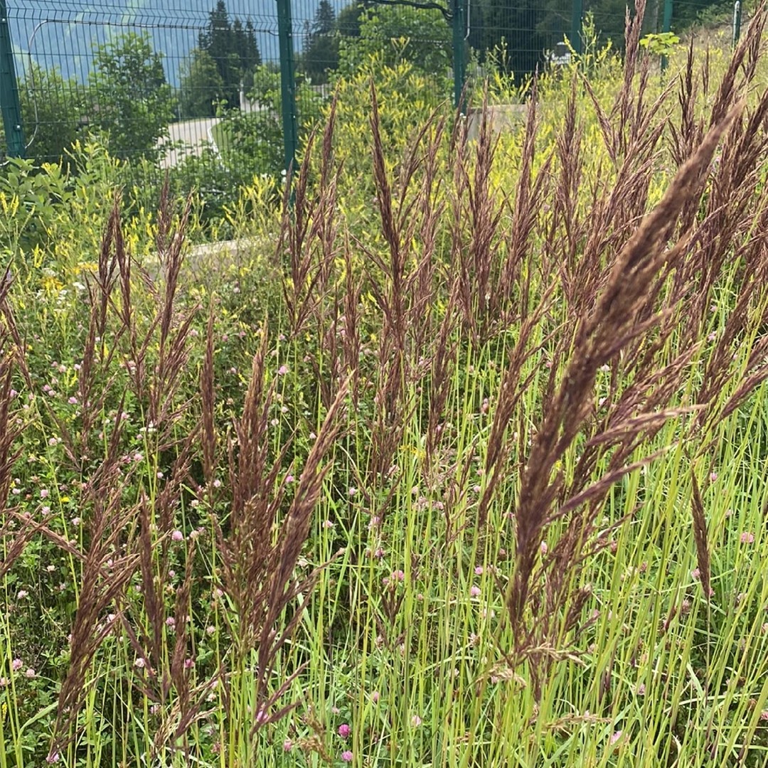 Reed grasses Care (Watering, Fertilize, Pruning, Propagation) - PictureThis