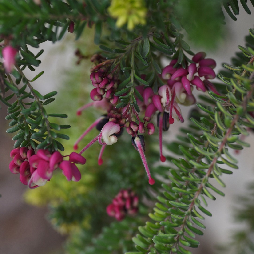Grevilleen (Grevillea) PictureThis