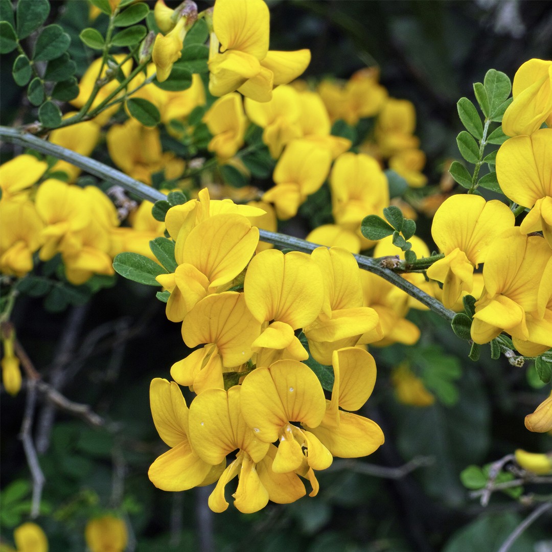 Sferracavallo (Hippocrepis)