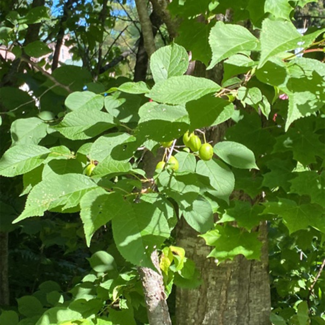 Tall Guy™ Arborvitae - Guía de plantas, image size:1080x1080