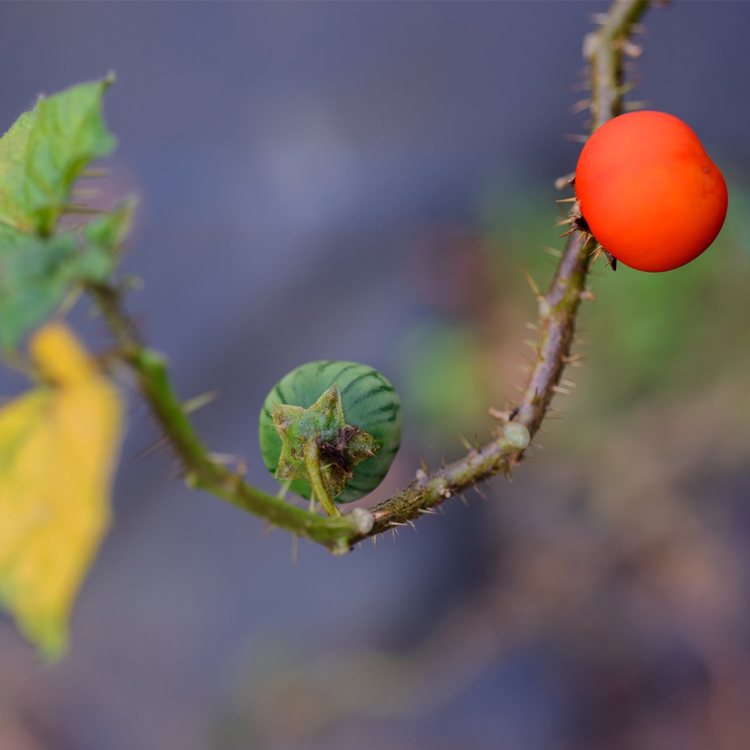 JOÁ VERMELHO (solanum ciliatum)