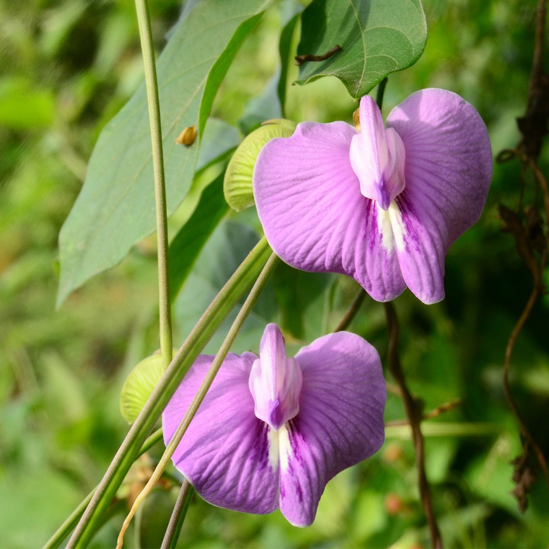 Guisantes de mariposa (Centrosema)