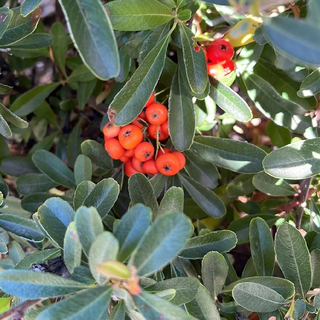 Hot is pyracantha poisonous to dogs Store