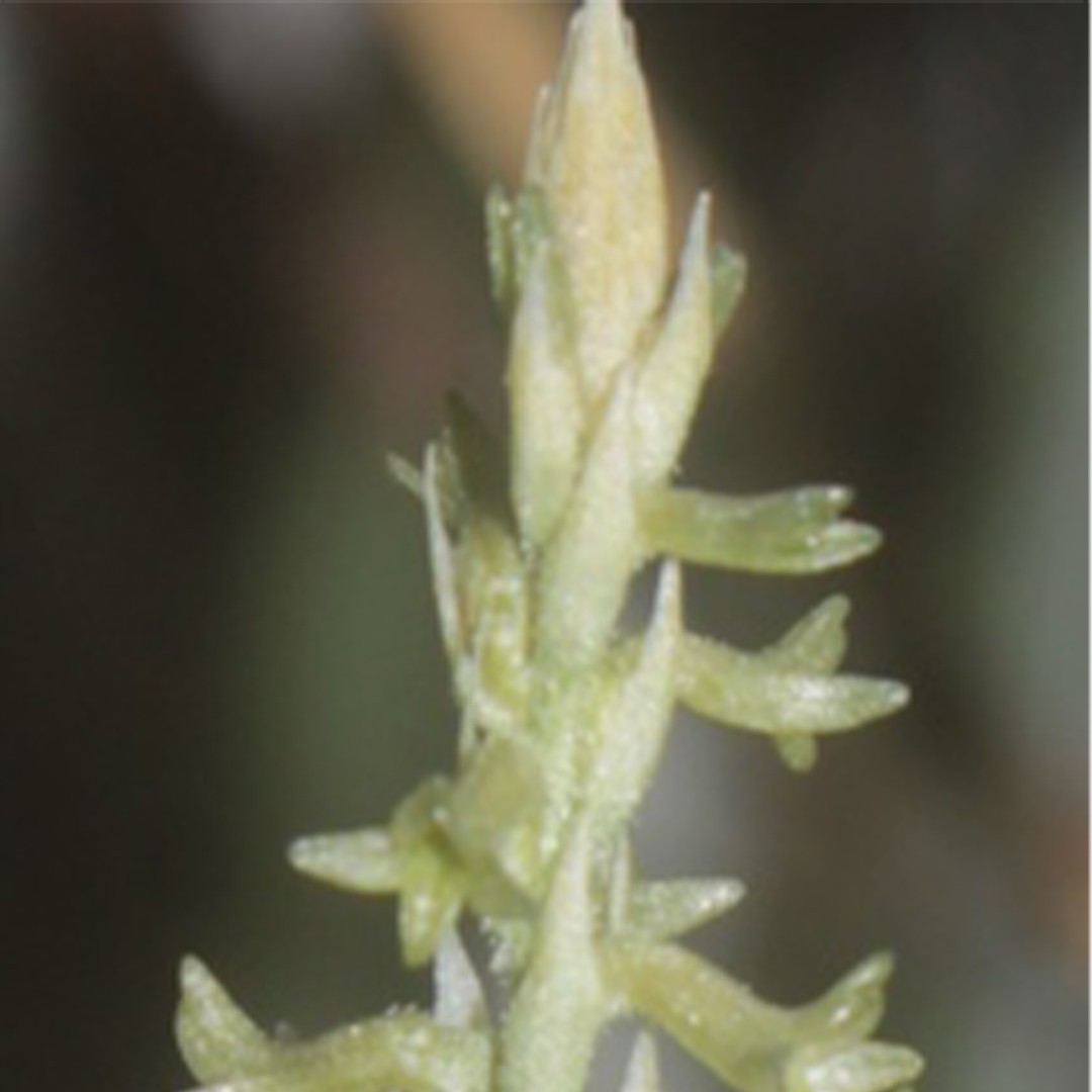 Mesadenus PictureThis