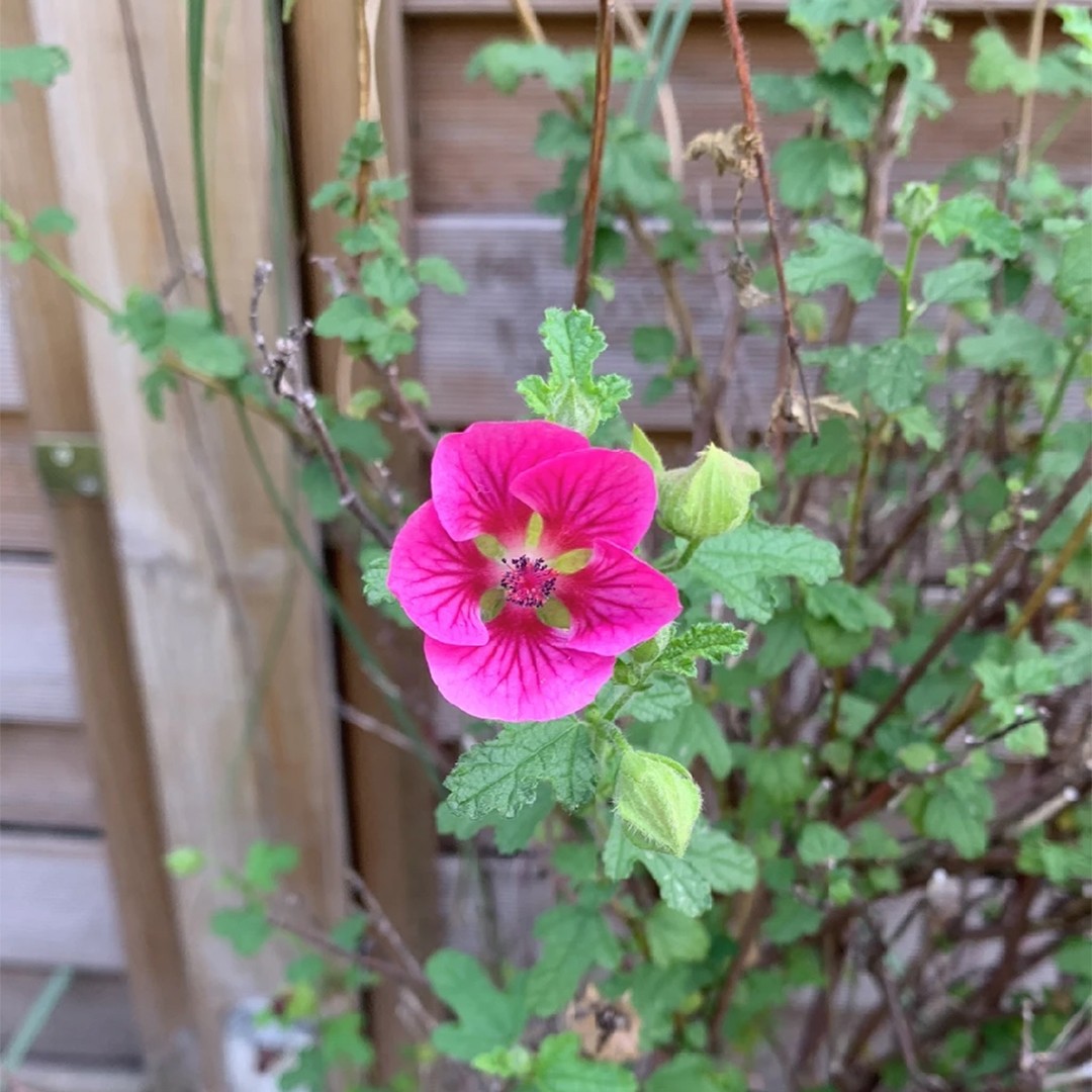 African mallow (Anisodontea scabrosa) - PictureThis