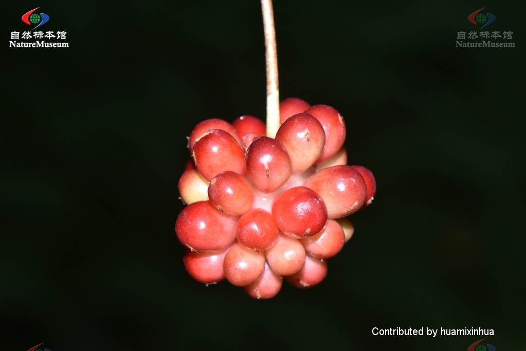 サネカズラ属 Kadsura 花言葉 毒性 よくある質問 Picturethis サネカズラ属 Kadsura 花言葉 毒性 よくある質問 Picturethis