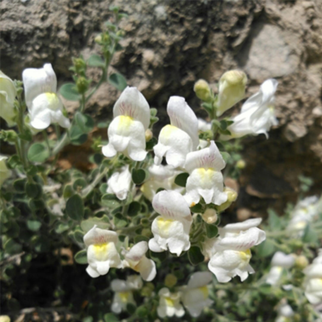 Conejitos de roca (Antirrhinum hispanicum) - PictureThis