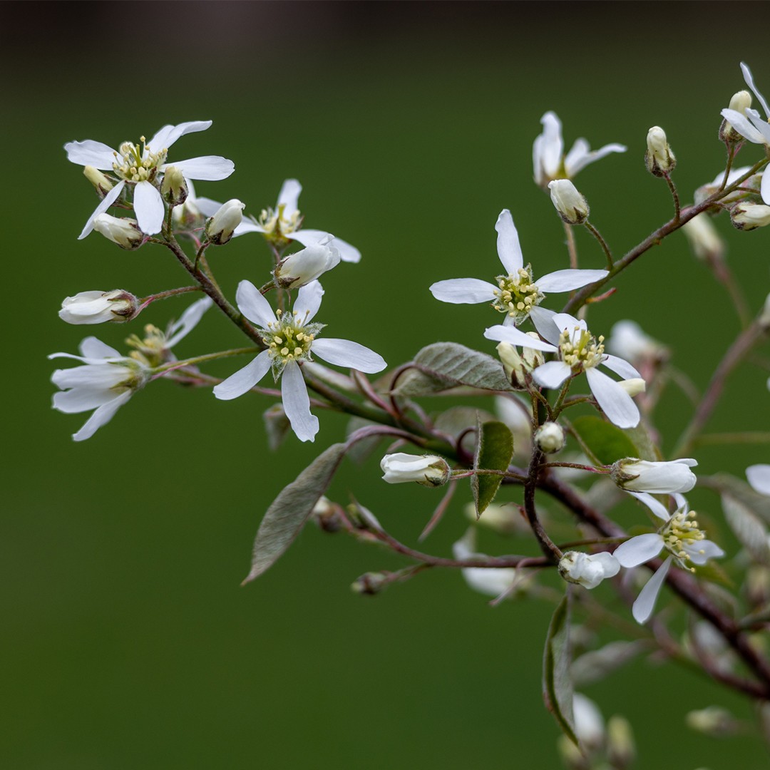 Guillomos (Amelanchier) - PictureThis
