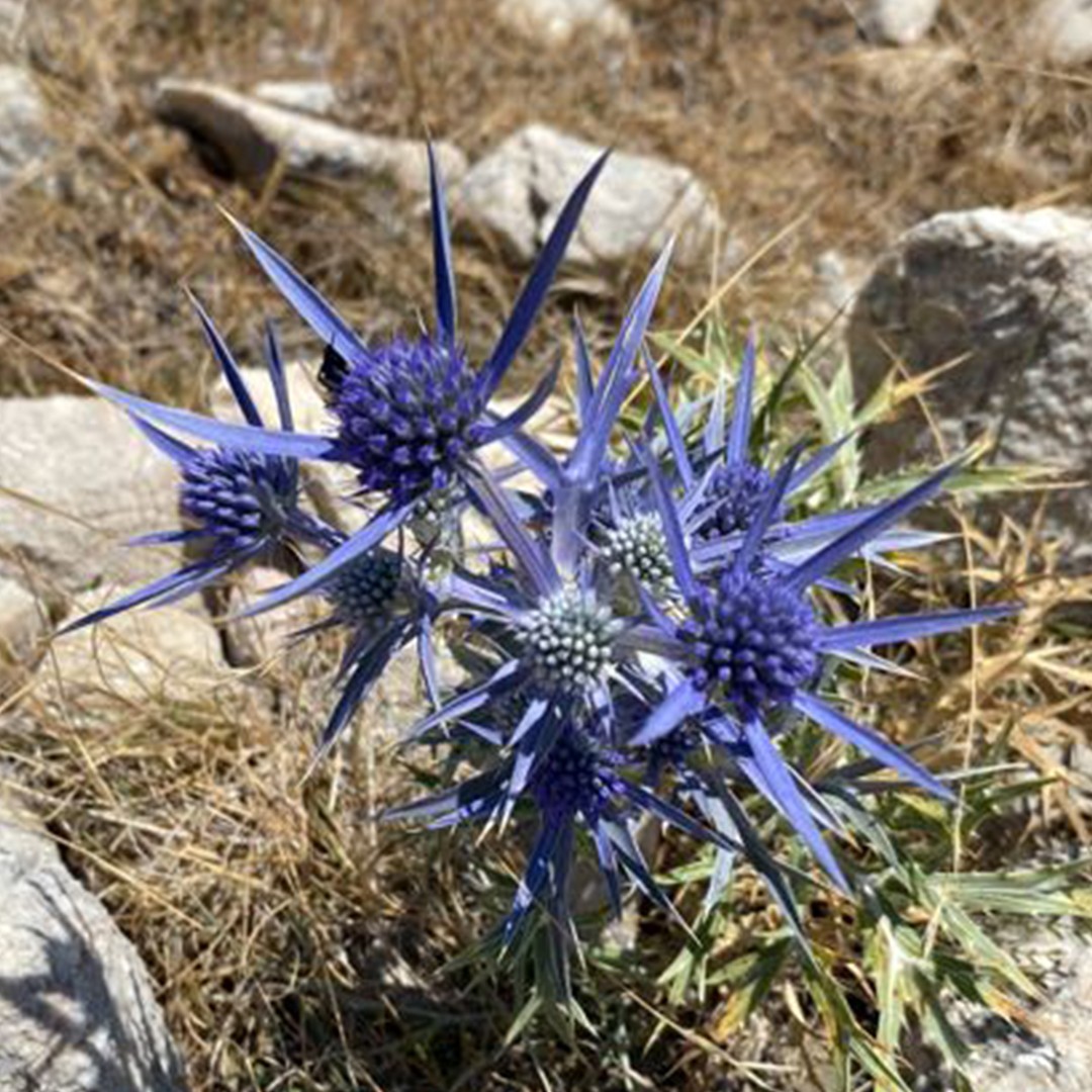 Eryngium dilatatum PictureThis