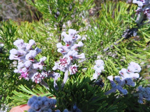 Paranomus PictureThis