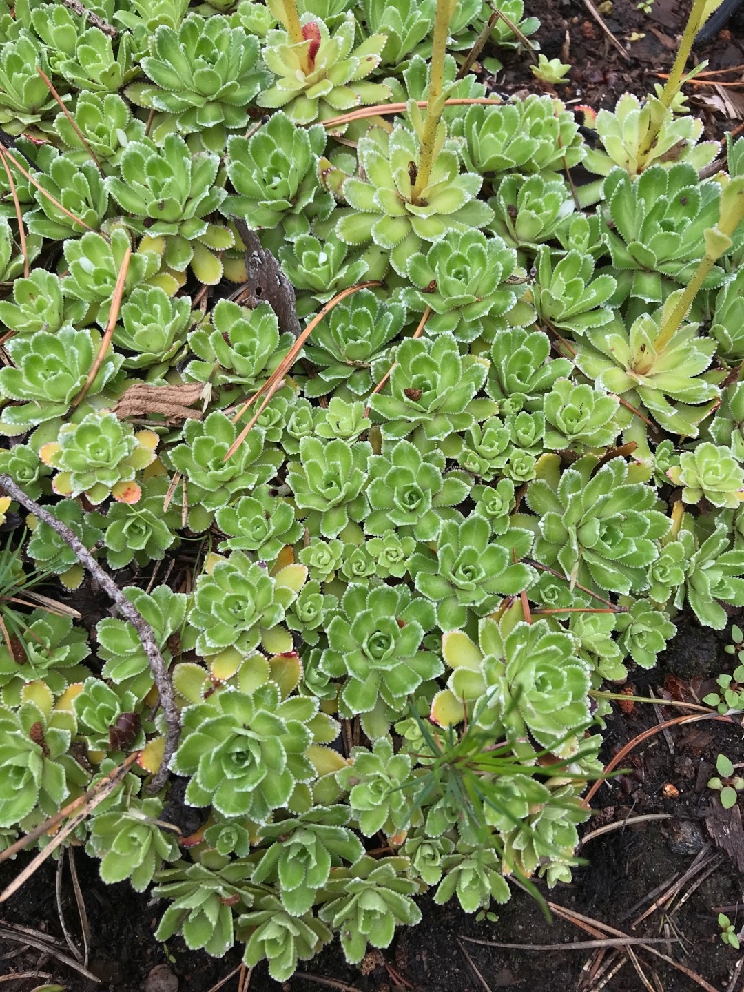 Saxifraga paniculata 'Rosea' PictureThis