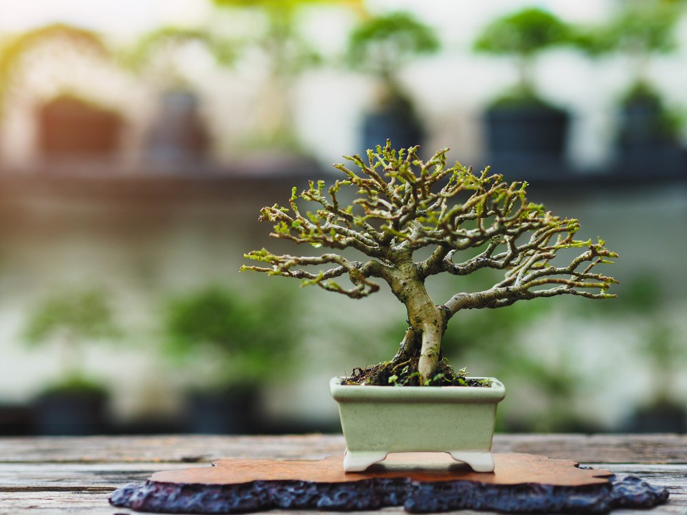 Bonsai: An Exercise in Philosophy