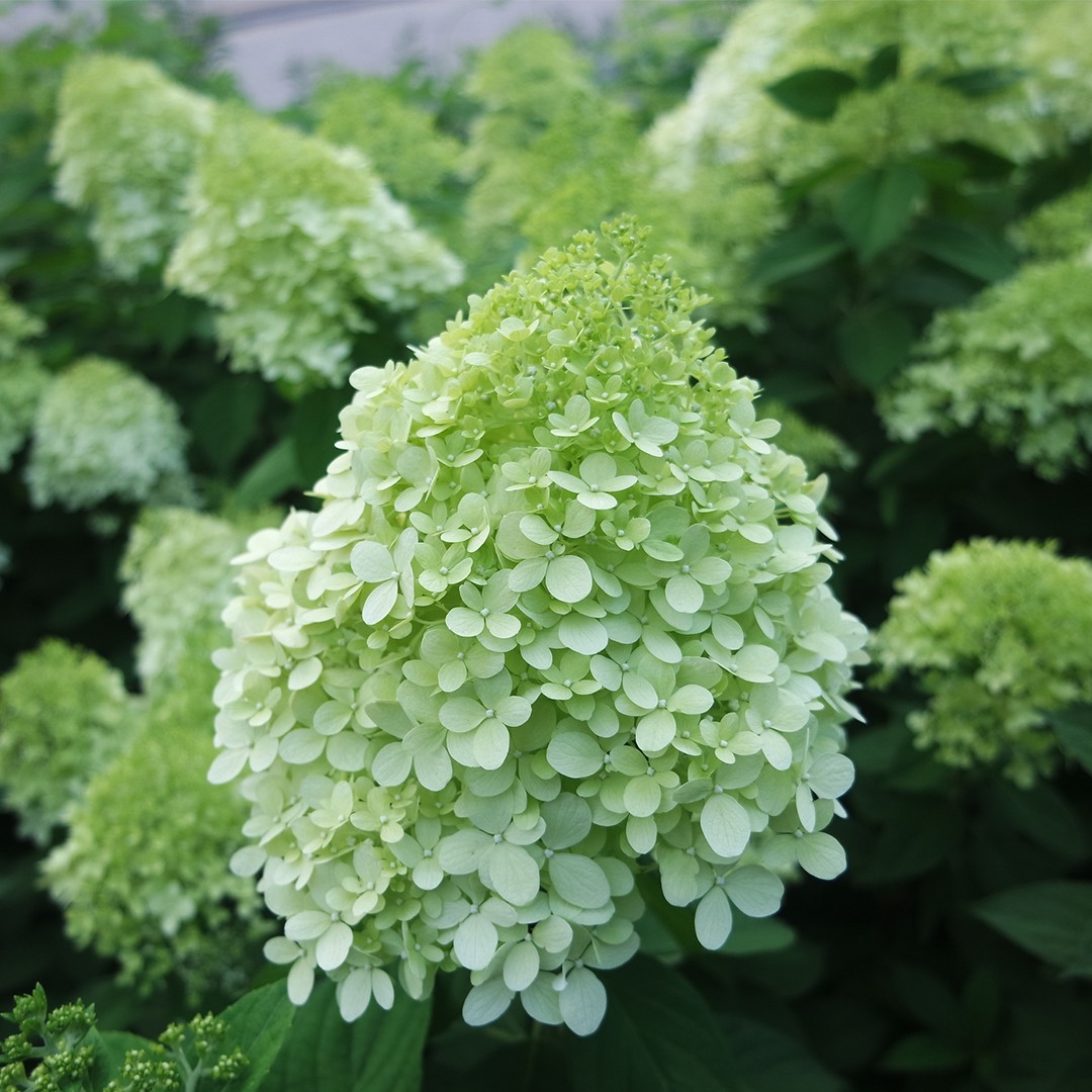 Hydrangea Paniculata Limelight PictureThis Hydrangea Paniculata Limelight PictureThis