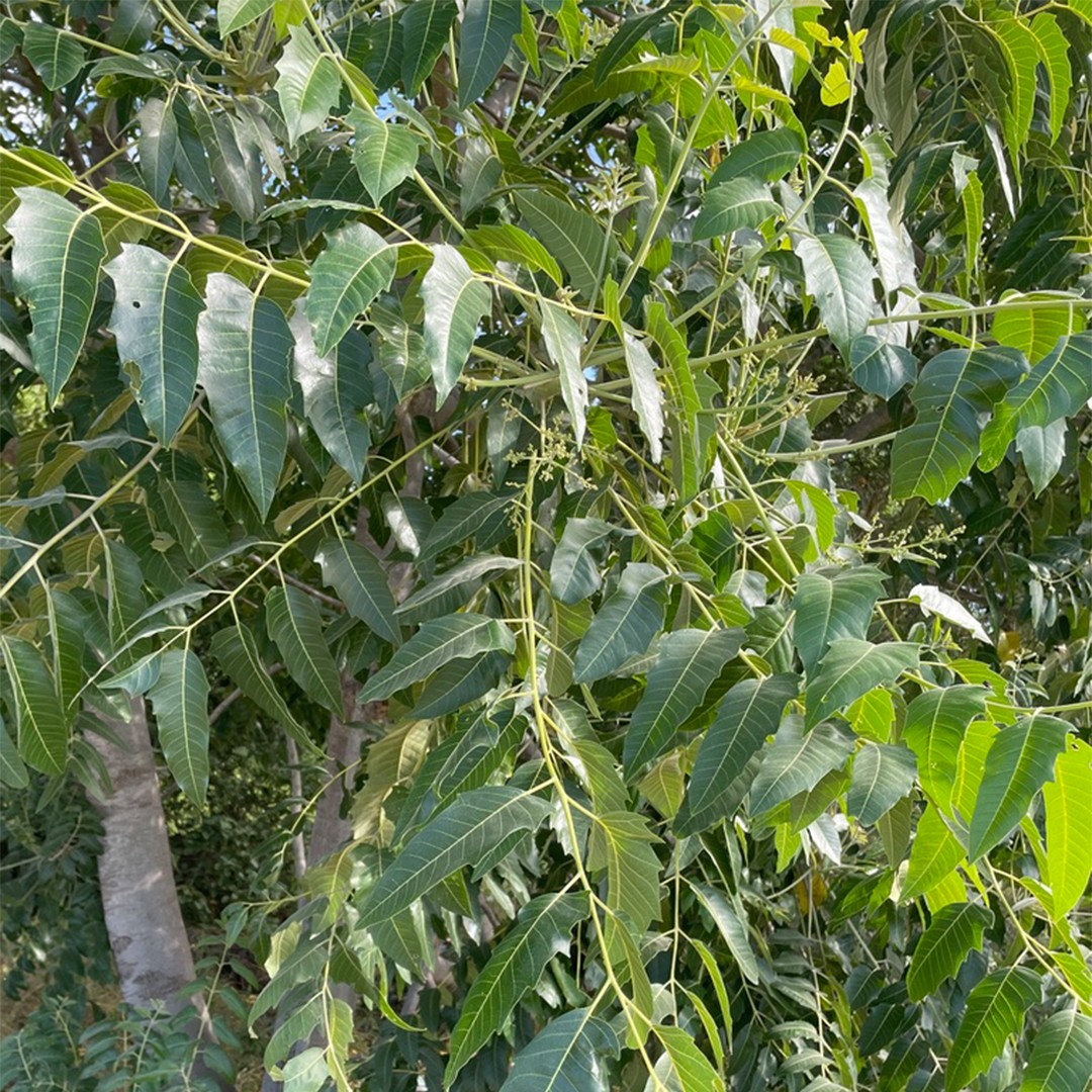 ニワウルシ属 (Ailanthus)