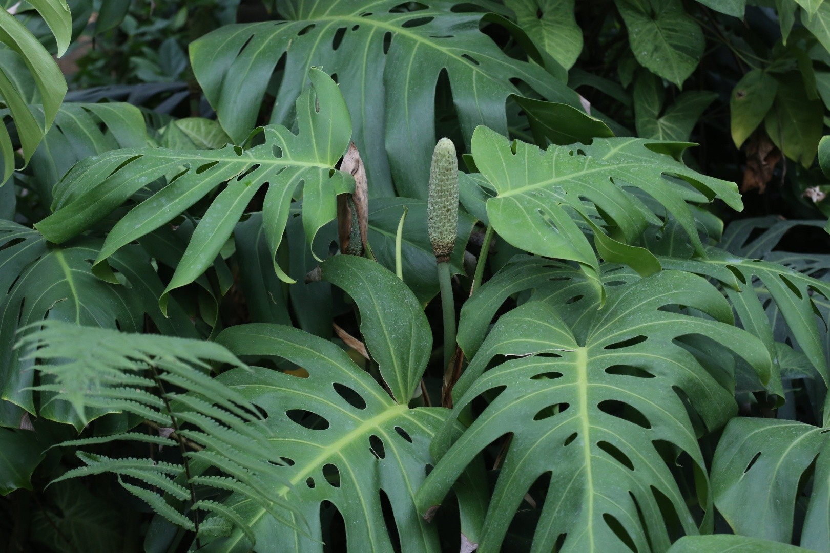 Online Plant Encyclopedia and Common Popular Plants PictureThis