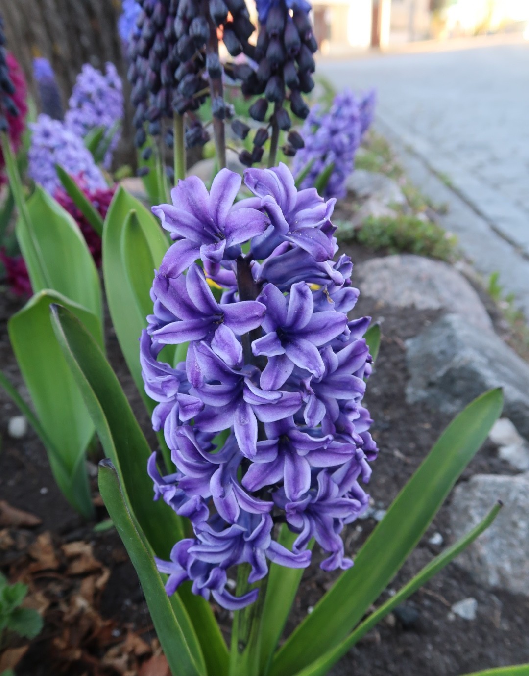 Hyacinthus orientalis ‘Blue Pearl’ - PictureThis