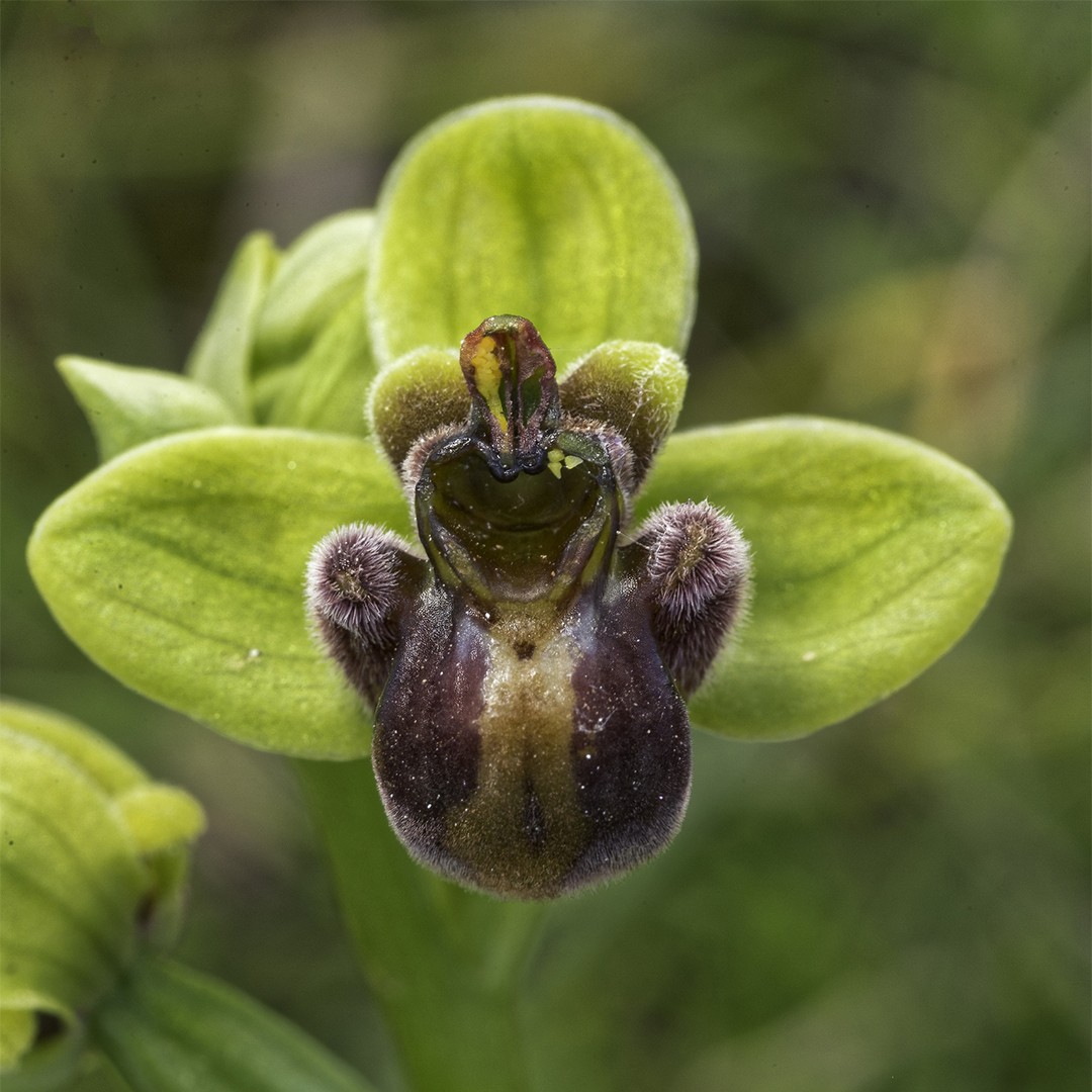 Spiegelorchis (Ophrys)