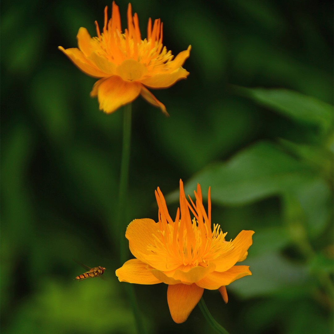 Globe flowers Care (Watering, Fertilize, Pruning, Propagation