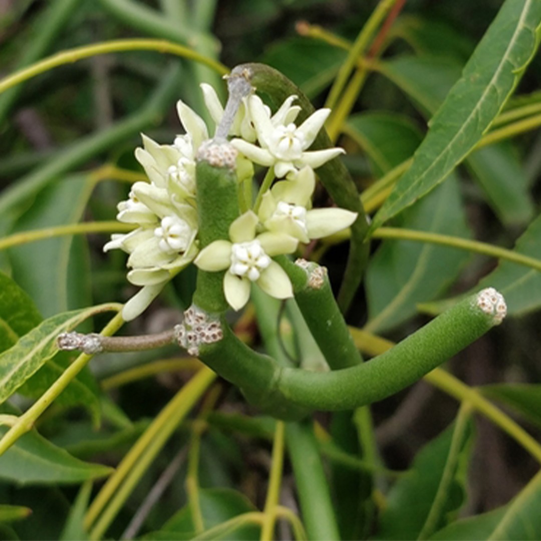 Moon plant (Cynanchum viminale) Flower, Leaf, Care, Uses PictureThis