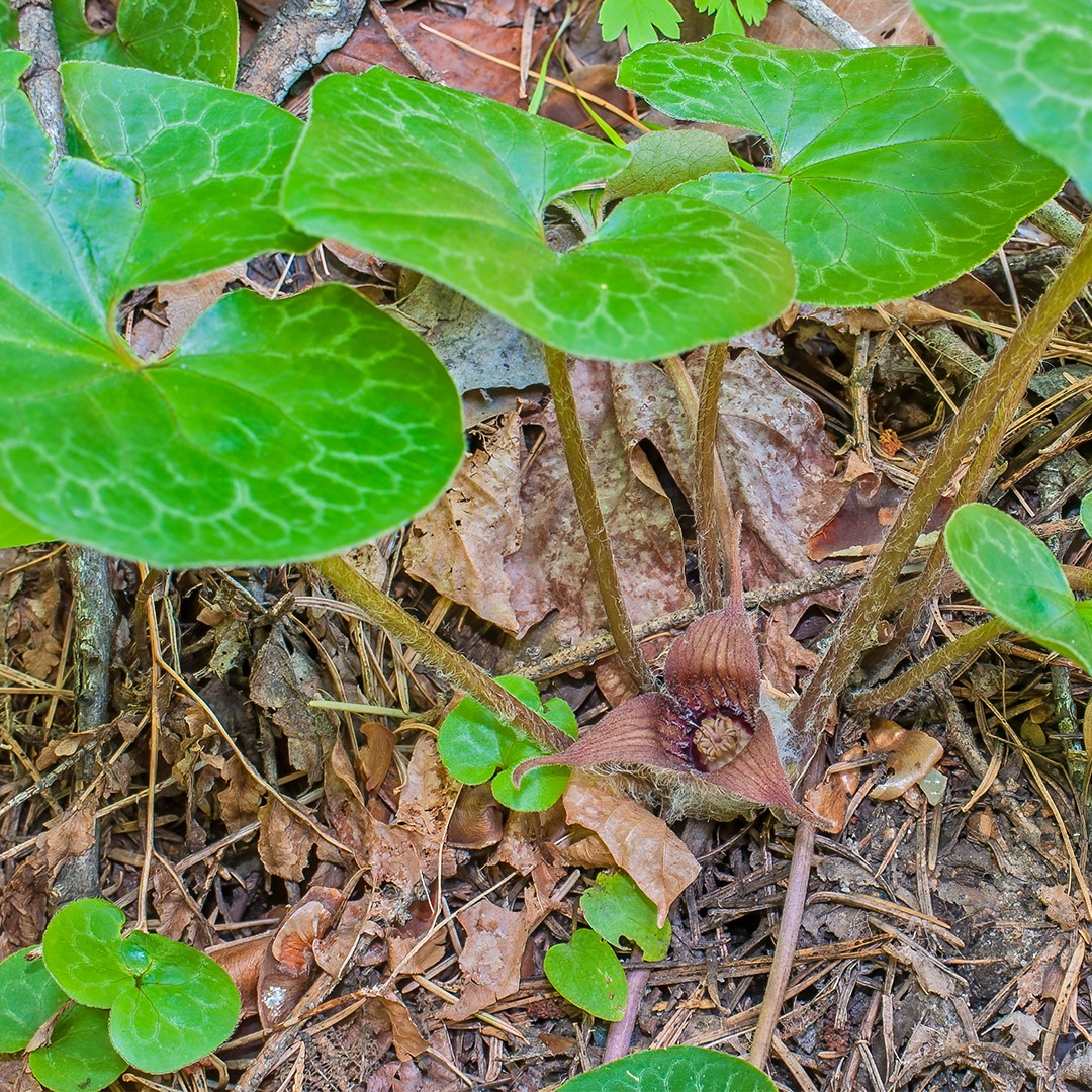 ☯️ Where To Place Hartweg's wild ginger In Feng Shui? (Characteristics, Direction, and Companion