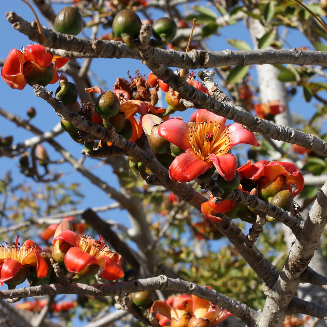 Silk cotton tree Care (Watering, Fertilize, Pruning, Propagation