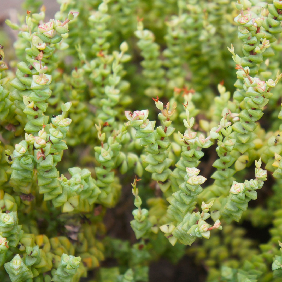 Tom thumb (Crassula rupestris 'Tom Thumb') Flower, Leaf, Care, Uses